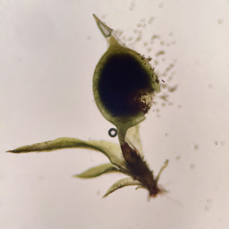 Weissia muhlenbergiana